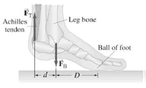 Leg bone Achilles tendon Ball of foot FB 