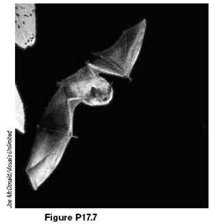 A bat (Fig P17.7) can detect very small objects