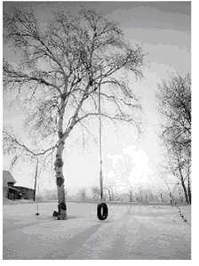 A tire swing hanging form a branch reaches nearly to