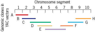 Chromosome segment 2 3 4 5 6 7 8 9 10 Н G D Genomic clones in YAC vectors 