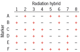Radiation hybrid 4 5 6 2 3 A Marker 