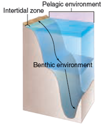 Pelagic environment Intertidal zone Benthic environment 