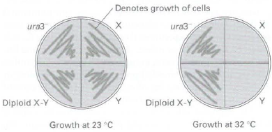 Denotes growth of cells ura3 х ura3 Diploid X-Y Diploid X-Y Growth at 32 °C Growth at 23 °C 