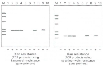 M 1 2 3 4 5 6 7 8 9 10 M 1 2 3 4 5 6 7 8 9 10 Kan resistance [PCR products using kanamycin-resistance Kan resistance [PC