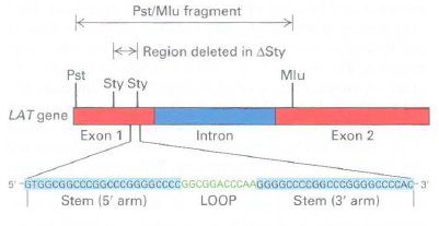 Pst/Mlu fragment k Region deleted in ASty Pst Sty Sty Mlu LAT gene Exon 1 Intron Exon 2 5'-GTGGCGGCCCGGCCCGGGGCCCGGGCGGA