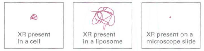 XR present in a cell XR present in a liposome XR present on a microscope slide 