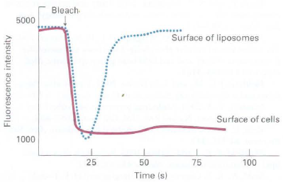 Bleach 5000 Surface of liposomes Surface of cells 1000 25 50 75 100 Time (s) Fluorescence intensity 