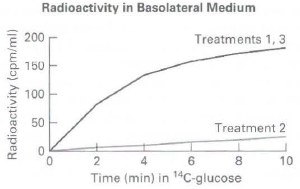 Radioactivity in Basolateral Medium 200 Treatments 1, 3 150 100 50 Treatment 2 8. 10 Time (min) in 14C-glucose Radioacti