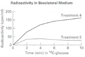 Radioactivity in Basolateral Medium 200 Treatment 4 150 100 50 Treatment 5 8. 10 Time (min) in 14C-glucose Radioactivity