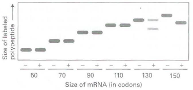 70 90 110 130 150 Size of MRNA (in codons) Size of labeled polypeptide 