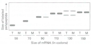тMTMтмTM TMTM T M 50 70 90 110 130 150 Size of MRNA (in codons) Size of labeled polypeptide 