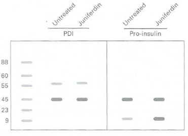 Untreated Pro-insulin Untreated PDI 88 60 55 45 23 Juniferdin Juniferdin 