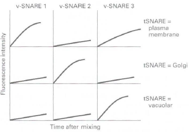 v-SNARE 2 v-SNARE 3 v-SNARE 1 ESNARE = plasma membrane ESNARE = Golgi tSNARE = vacuolar Time after mixing Fluorescence i