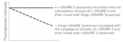 = v-SNARE 2 liposomes incubated with the cytoplasmic domain of v- SNARE 2 and then mixed with Golgi t-SNARE liposomes = 
