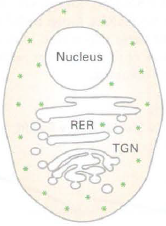 Nucleus RER TGN 