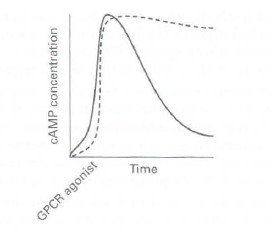 Time GPCR agonist CAMP concentration 