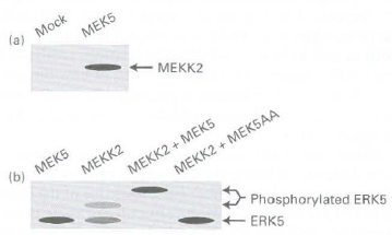 Mock (a) MEK5 + MEKK2 MEKS (b) MEKK2 MEKK2 + MEK5 MEKK2 + MEKSAA Phosphorylated ERK5 - ERK5 