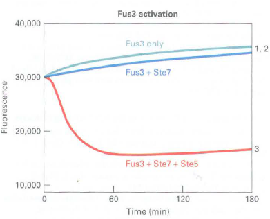 Fus3 activation 40,000 Fus3 only 1, 2 Fus3 + Ste7 30,000 20,000 3. Fus3 + Ste7 + Ste5 10,000 60 120 180 Time (min) Fluor