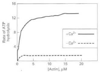 16 12 +Ca2- -Ca2+ 10 15 [Actin], uM Rate of ATP hydrolysis 