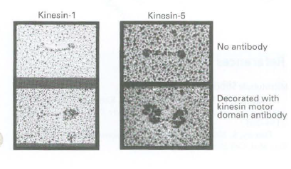 Kinesin-1 Kinesin-5 No antibody Decorated with kinesin motor domain antibody 