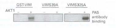 GST-VIM VIMS39A VIMS325A AKT1 PAS antibody binding 