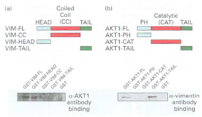 (a) Coiled Coil HEAD (CC) TAIL (b) VIM-FL VIM-CC Catalytic PH (CAT) TAIL VIM-HEAD AKT1-FL AKT1-PH VIM-TAIL AKT1-CAT AKT1