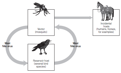 Incidental hosts (hurnans, horses, for examples) Vector (mosquito) West West Nile virus Nile virus Reservoir host (sever