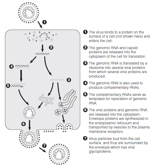 Compare and contrast the reproductive life cycle of WNV (See