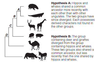 Hypothesis A: Hippos and whales shared a common ancestor more recently with each other than with other ungulates. The tw