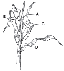 Using the following figure, note the position of each leaf