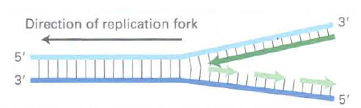 Direction of replication fork 3' 5' 3' 5' 