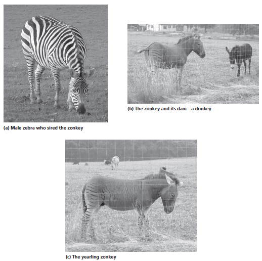 (b) The zonkey and its dam-a donkey (a) Male zebra who sired the zonkey (c) The yearling zonkey 