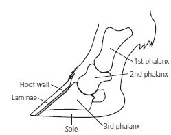 1st phalanx 2nd phalanx Hoof wall Laminae 3rd phalanx Sole 