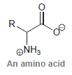 R. ONH3 An amino acid 