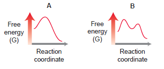 B Free Free energy energy (G) (G) Reaction Reaction coordinate coordinate 