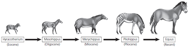 Mesohippus (Oligocene) Pliohippus (Pliocene) Equus Hyracotherium (Eocene) Merychippus (Miocene) (Recent) 