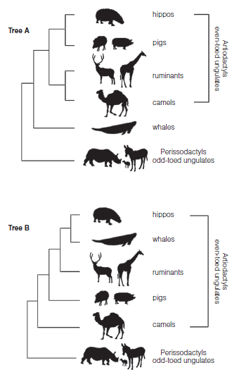 hippos Tree A pigs ruminants carmels whales Perissodactyls odd-toed ungulates hippos Tree B whales ruminants pigs camols