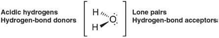 Acidic hydrogens Н. Lone pairs Hydrogen-bond acceptors: Hydrogen-bond donors エエ 