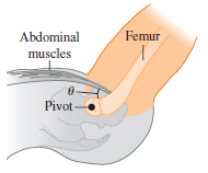 Femur Abdominal muscles 0- Pivot - 
