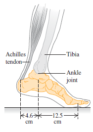 - Tibia Achilles tendon- Ankle joint K4.6*-12.5– ст ст 