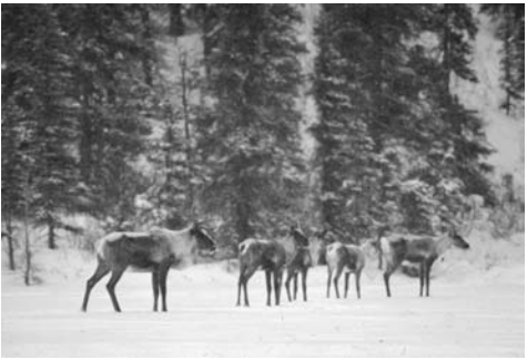 (a) Find the sustainable harvest ratio for the woodland caribou