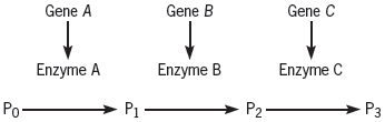 Gene C Gene B Gene A Enzyme B Enzyme A Enzyme C P1 P2 - Pз Po- 