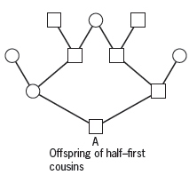 A Offspring of half-first cousins 