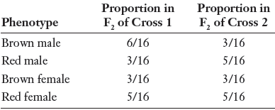 Proportion in F, of Cross 1 6/16 3/16 Proportion in F, of Cross 2 3/16 Phenotype Brown male Red male Brown female Red fe