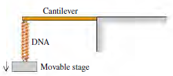 Cantilever DNA Movable stage 