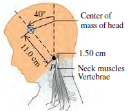 40° Center of mass of head - 1.50 cm Neck muscles Vertebrae 11.0 cm 