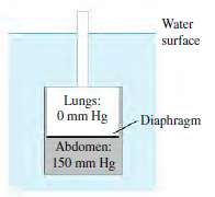 Water surface Lungs: O mm Hg - Diaphragm Abdomen: 150 mm Hg 