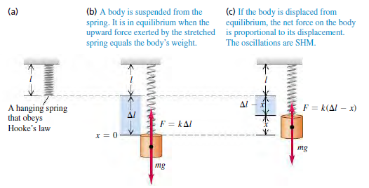 (c) If the body is displaced from equilibrium, the net force on the body is proportional to its displacement. The oscill