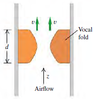 Vocal fold Airflow 
