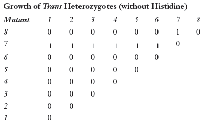 Growth of Trans Heterozygotes (without Histidine) Mutant 7 